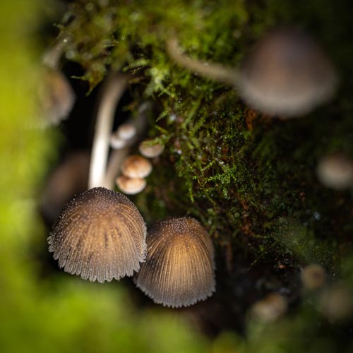 Gutschein Fotoworkshop