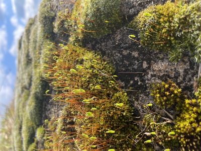 Moosglanz – Tatjana Weis