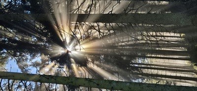 Ochsenstall – Friederike Lehberger