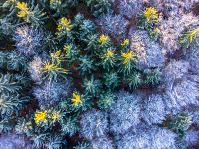 Der frostige Schwarzwald bei Sonnenaufgang von oben – Florian Schäfer