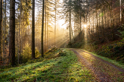Unterwegs im Schwarzwald bei Sonnenaufgang – Florian Schäfer