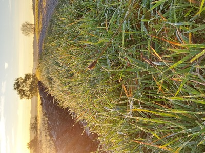 Morgentau – Barbara Mauritz