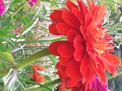 Zinnie – Iris Alefelder