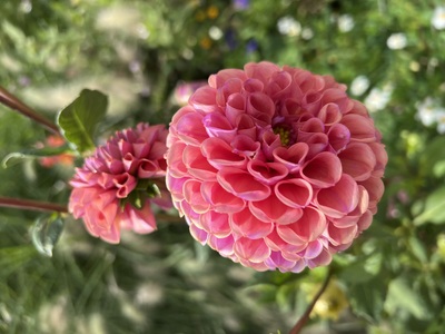 Blume – Jacqueline Decker