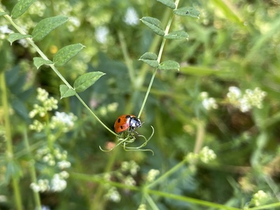 Glücksbote – Christina Dickhaus