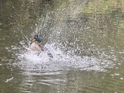 Badetag! – Egon Buchta