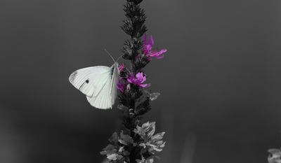 Zart – Cerasella Negoita