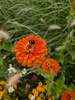 Biene trifft Blume – Peggy Glaser