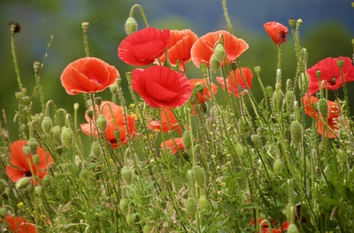 Mohn – Sabine Rothmann