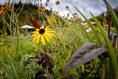 LAGA auf der Zielgeraden: Im Forbachtal blüht es immer noch leuchtend gelb. – Thomas Keil