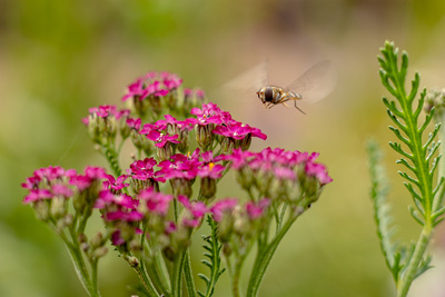 Nahrung gesucht: Insekt sucht im Bereich der Aquaflora-Ausstellung nach Futter. – Thomas Keil