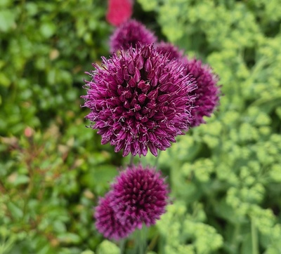 Farbenpracht – Sabine Geiger