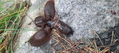 Bei den Forbachgärten Tal  X  bei Regen – Brunhilde Dieterle