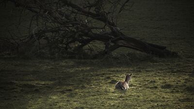 Werden_und_Vergehen (Rehkiz vor gefälltem Baum) – Andreas Sauter