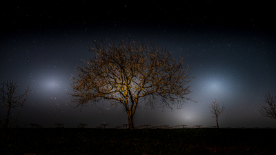 Baum des Lebens – Michael Böhly