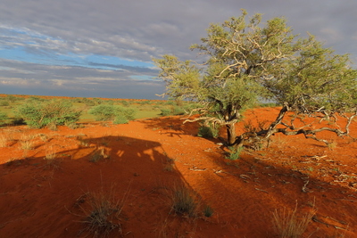 Morgens in Namibia – Andrea Hussong