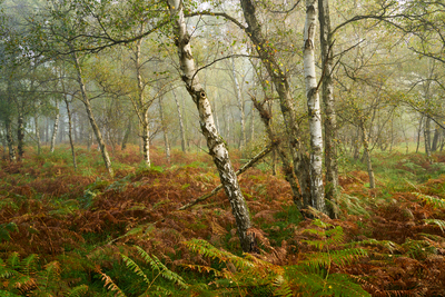 Herbstlicher Birkenwald – Bastian Klein
