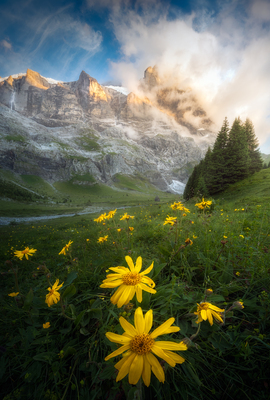 The Bright Yellow – Benjamin Höger