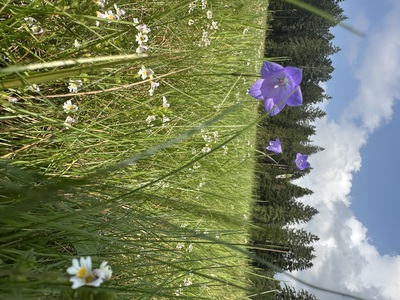 Blumenwiese – Lara Vorsthove