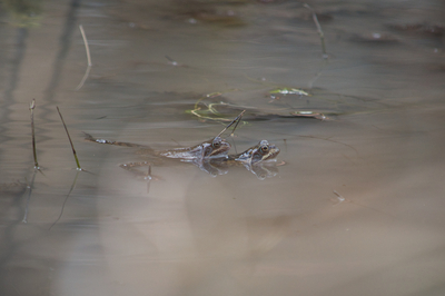 Unter vier Grasfrosch-Augen, Tümpel in der Wutachschlucht – Milena Villinger Rodriguez