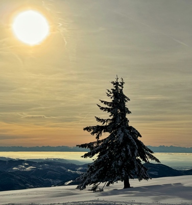 Abendsonne auf dem Belchen – Franziska Gassner