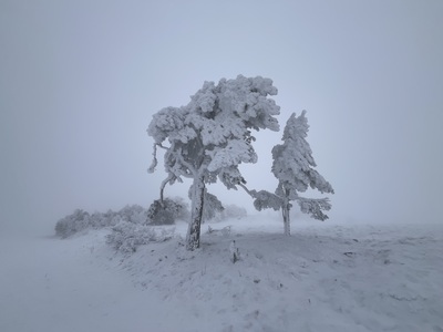 Hornisgrinde im Nebel – Mirjam Hänle