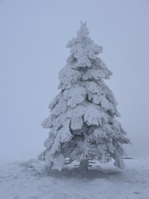 Hornisgrinde im Nebel – Mirjam Hänle