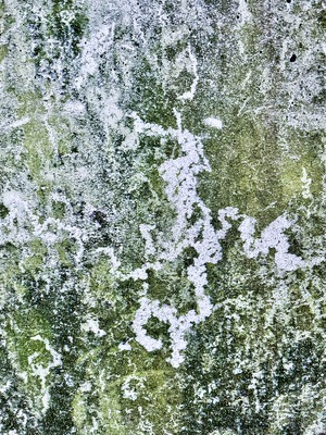 - Silent Nature - – Natalija Mitevski